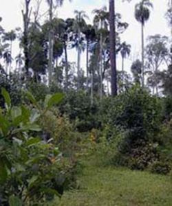 Our wild yerbamate forests.