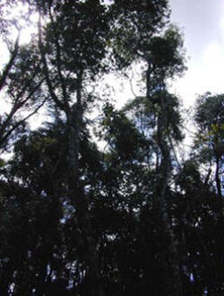 100-year old wild yerba mate tree.