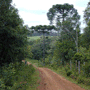 The road through yerba mate forests