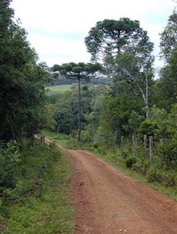 The red earth is very rich in nutrients.
