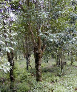 Wild yerba mate trees.