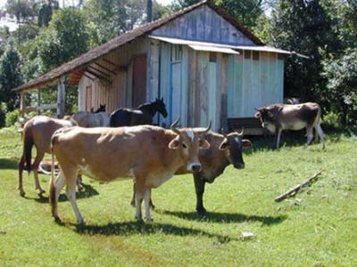 To assure consistent aroma and flavor, only natural fertilizers are used.