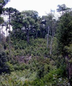 Endemic yerba mate forest.