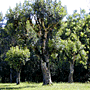 100-year old yerba mate tree