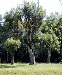 100-year old wild yerba mate tree.