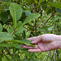 yerba mate leaf