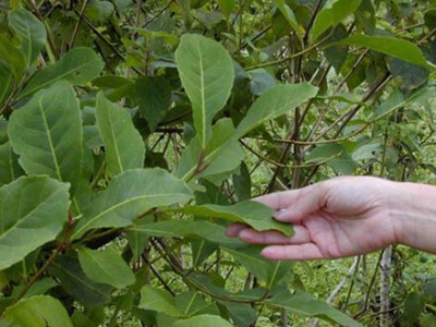 Yerba Mate leaf.