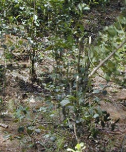 Yerba mate branch (old-school) machete harvest demonstration.